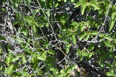 Sisymbrium linifolium