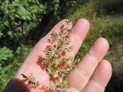 Poa compressa