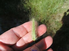 Hordeum marinum