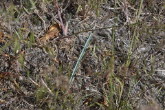 Calochortus macrocarpus macrocarpus