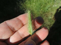 Hordeum marinum