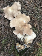 Albatrellus avellaneus