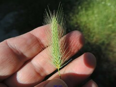 Hordeum marinum