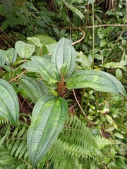 Miconia sintenisii