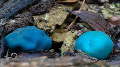 Coprinopsis pulchricaerulea