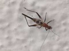 Homoeoxipha lycoides
