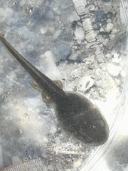 Rana italica