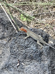 Microlophus albemarlensis