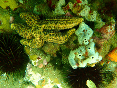 Uniophora granifera