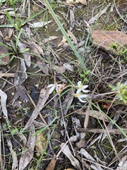 Caladenia cucullata