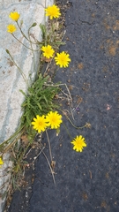 Agoseris apargioides