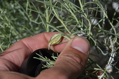 Gnorimoschema octomaculella