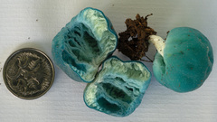 Coprinopsis pulchricaerulea