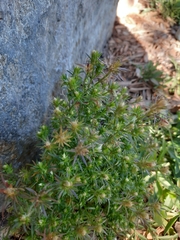 Symphyotrichum ciliatum