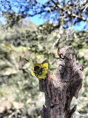 Neoscona orizabensis