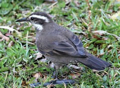 Cinclodes patagonicus