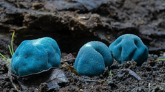 Coprinopsis pulchricaerulea