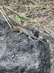 Microlophus albemarlensis