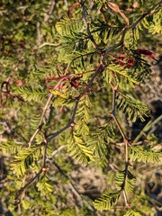 Mimosa texana