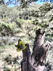 Neoscona orizabensis