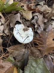 Amanita multisquamosa