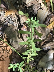 Hypericum hypericoides