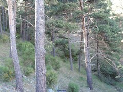 Cytisus oromediterraneus