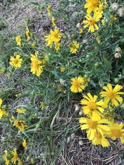 Verbesina encelioides