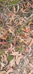 Calochilus
