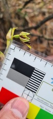 Calochilus