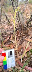 Calochilus