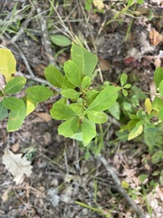 Hypericum walteri