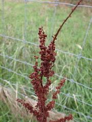Rumex crispus crispus