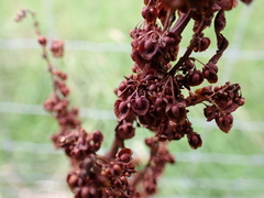 Rumex crispus crispus