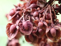Rumex crispus crispus