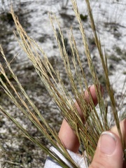 Aristida gyrans