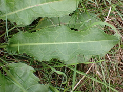 Rumex crispus crispus