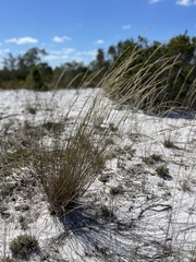 Aristida gyrans