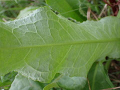 Rumex crispus crispus