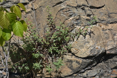 Penstemon richardsonii