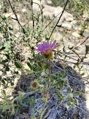 Xanthisma gymnocephalum
