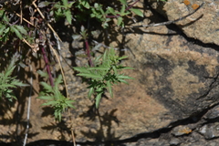 Penstemon richardsonii