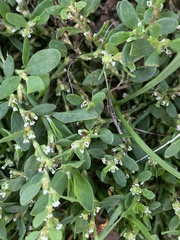 Polygonum aviculare