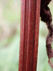 Rumex crispus crispus