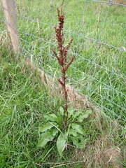 Rumex crispus crispus