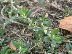 Polygonum aviculare
