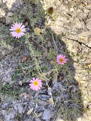 Xanthisma gymnocephalum