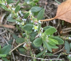Polygonum aviculare