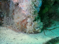 Scorpaena jacksoniensis