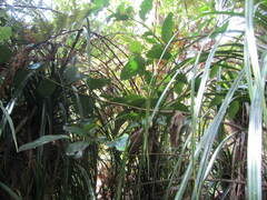 Freycinetia banksii